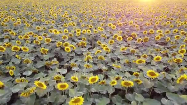 Tournesols en fleurs dans le domaine de l'agriculture. Coucher de soleil du coucher du soleil du soir. — Video