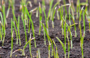 Genç buğday filizleri, tarlada yetişen tahıl ekinleri..