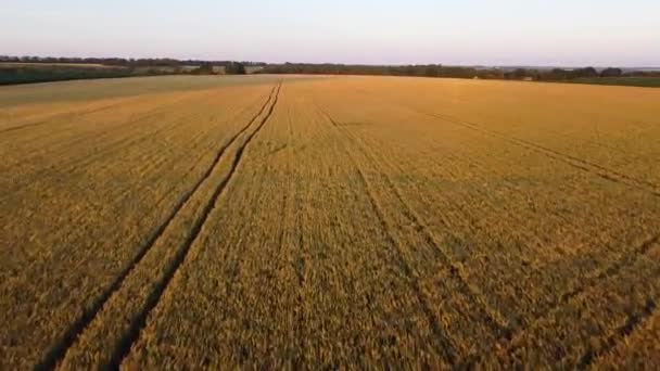 低い明るい夜の太陽と大麦のフィールド。穀物の飛行 — ストック動画