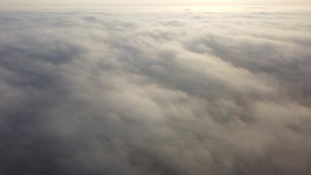浓雾笼罩着大地.地面上方雾蒙蒙的玫瑰 — 图库视频影像
