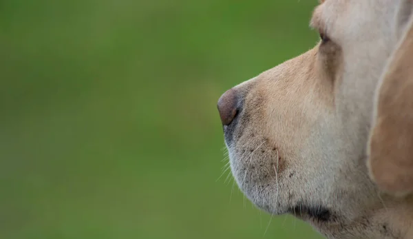 Muzzle Labrador Retriever Dog Husdjuret Tittar Fjärran Suddig Bakgrund — Stockfoto