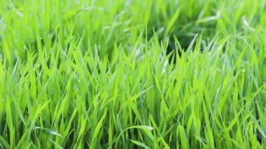 Yeşil çimenler, rüzgarda sallanan yapraklar. Genç bir çimenliği olan çimenlikteki taze bitkilerden ekolojik olarak temiz hava.