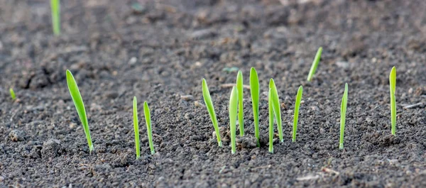 Germination of wheat from the soil. Young sprouts of barley on the field. Panorama of a germinating grain row