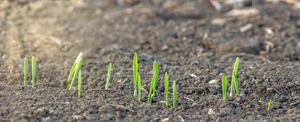 Young sprouting shoots of barley growing in the soil in the field of agriculture.