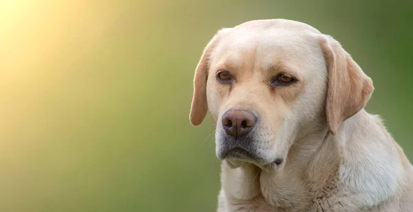 Smutny Labrador Retriever Zielonym Zamazanym Tle Jasne Słońce Skopiować Miejsce — Zdjęcie stockowe