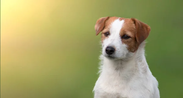 Portret Psa Jacka Russella Terriera Zielonym Zamazanym Tle Natury Świetle — Zdjęcie stockowe