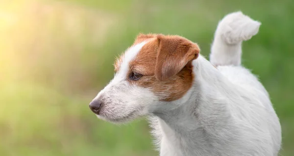 Jack Russell Terrier Een Groene Wazige Achtergrond — Stockfoto
