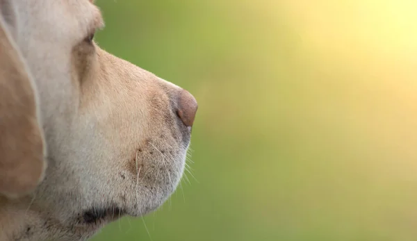 Muzzle Labrador Retriever Dog Husdjuret Tittar Fjärran Suddig Bakgrund — Stockfoto