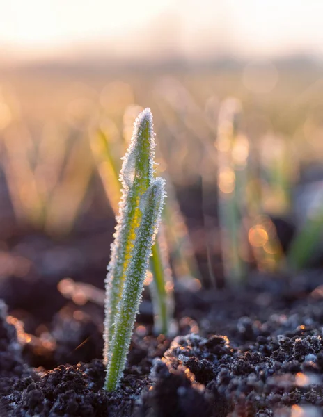 Hoarfrost Trigo Jovem Gotas Orvalho Congelaram Geada Manhã Primavera Campo — Fotografia de Stock