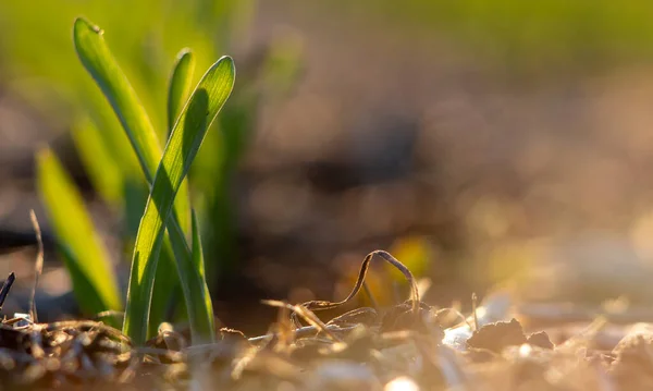 Listy Mladého Jarního Ječmene Poli Zemědělství Výhonky Pšenice Jasném Slunci — Stock fotografie