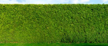 Thuja ağaç çiti. Pürüzsüz, yüksek çitler. Yaşayan bir çit için Thuja arka planı