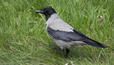 Yeşil çimlerde siyah karga
