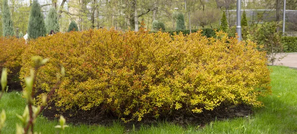 Çimlerin Çimenlerin Küpelerinde Büyüyen Sarı Çalı Çalısı — Stok fotoğraf