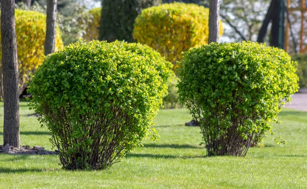 Spirea Cespuglio Primavera Nel Parco Verde Prima Della Fioritura — Foto Stock