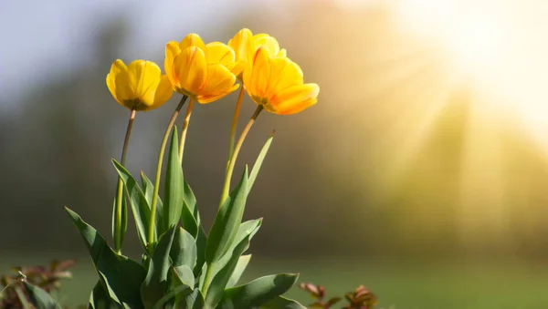 Tulipanes Amarillos Sol Brillante Jardín Macizo Flores Flores Primavera Sobre —  Fotos de Stock