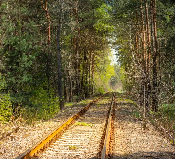Eisenbahngleise Durch Einen Kiefernwald Alte Schienen Auf Denen Der Zug — Stockfoto