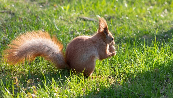 Eichhörnchen Mit Einer Nuss Den Pfoten Auf Dem Gras Das — Stockfoto