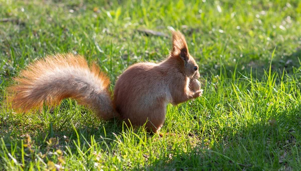 Eekhoorn Met Een Moer Poten Het Gras Zonlicht Schijnt Fel — Stockfoto