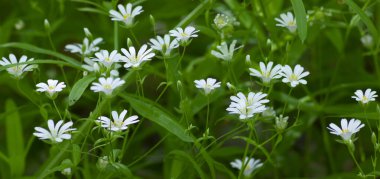 Stellaria medyası, orman çiçekleri manzarası, vahşi doğada beyaz yıldızlar çiçek açıyor.