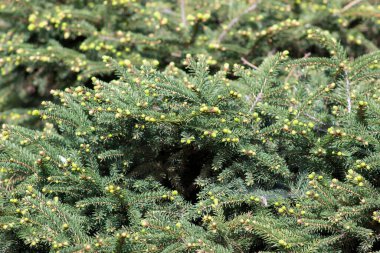 Dağ çam ağacının tacının yeşil arka planında fotokopi alanı var. Çam dallarının ucunda genç koniler