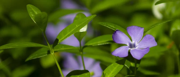 Vinca Flor Púrpura Periwinkle Flores Silvestres Florecientes Prado —  Fotos de Stock