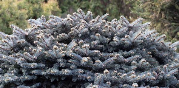 Dekorativní Modrý Vánoční Stromek Picea Pungens Zázemí Větve Stromu Vánočního — Stock fotografie