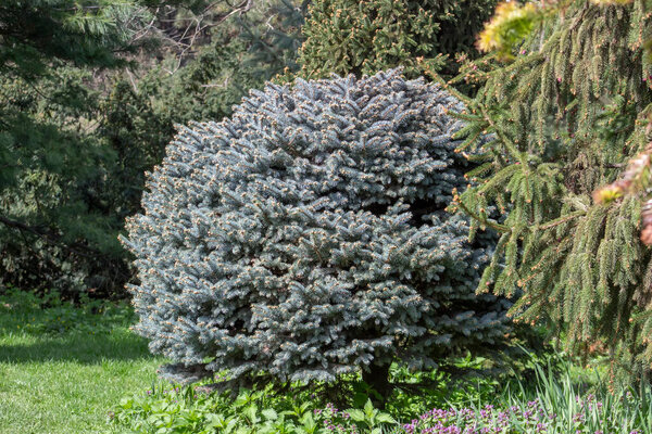 Decorative blue Christmas tree, Picea pungens, round tree growing in the park