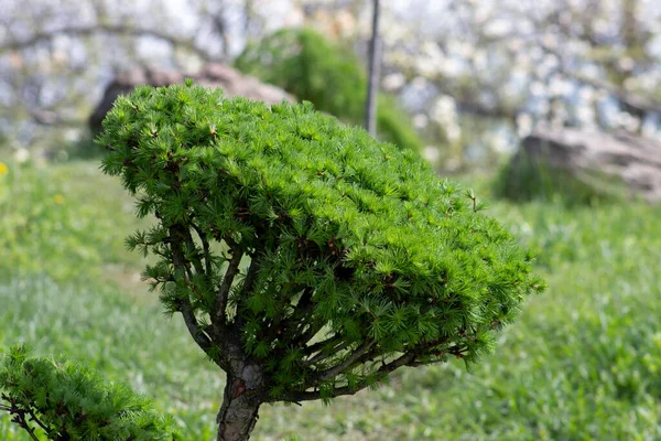 Larix Karaçam Ağacının Krema Dalına Yaklaş Bonsai Ağacı Şeklinde Budanmış — Stok fotoğraf