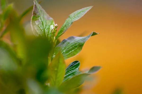 Foglia Bosso Vicino Fondo Giallo Sfocatura Crescita Primaverile Arbusti Ornamentali — Foto Stock