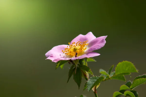 Piękny Dziki Kwiat Róży Rozmytym Zielonym Tle Rosehip Dziki Rodzaj — Zdjęcie stockowe