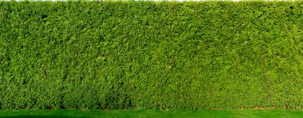 Thuja ağaç çiti. Pürüzsüz, yüksek çitler. Yaşayan bir çit için Thuja arka planı