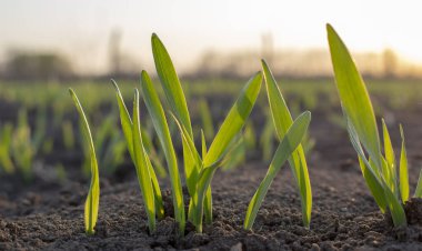 Toprakta yeni filizlenmiş taze arpa veya buğday filizleri. Ekinlerle dolu bir tarlanın üzerinde şafak vakti..