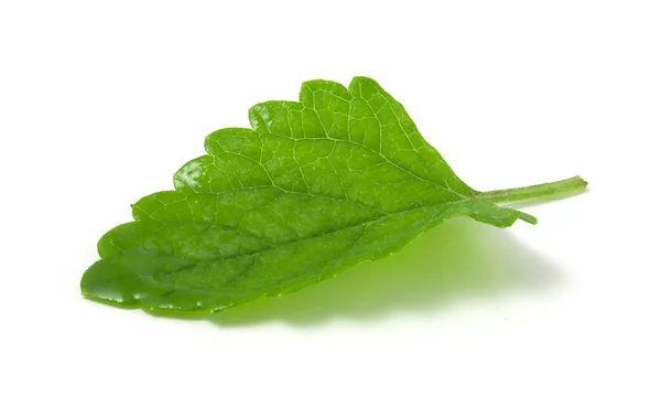 Hoja Menta Húmeda Aislada Sobre Fondo Blanco Planta Para Añadir — Foto de Stock