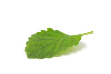 Beyaz arka planda ıslak nane yaprağı var. Taze alkollü içeceklere eklenecek bitki.