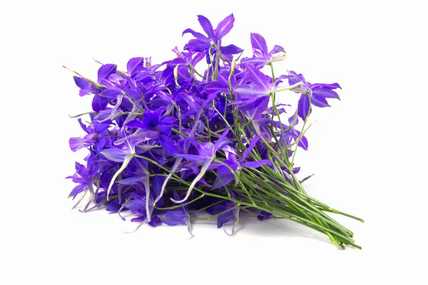 紫の野花の花束が輝きます — ストック写真