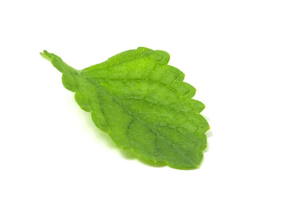 Nasses Minzblatt Isoliert Auf Weißem Hintergrund Pflanze Als Zusatz Frischen — Stockfoto