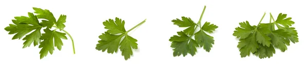 Verduras Vegetarianas Frescas Perejil Fragante Con Vitaminas Aisladas Sobre Fondo —  Fotos de Stock