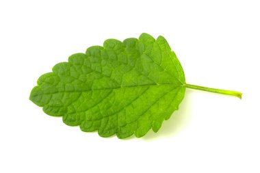 Nane yaprakları beyaza izole edilmiş. Nane Kırpma Yolu. Naneli makro stüdyo fotoğrafı.