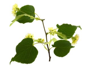 Beyaz arkaplanda ıhlamur çiçekleri dalı