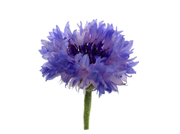 Cornflower Azul Bonito Isolado Fundo Branco Foco Seletivo — Fotografia de Stock
