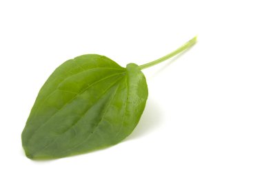 Bitki yaprağı, beyaz arka planda izole edilmiş tıbbi bitki.