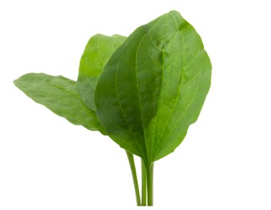 Beyaz arkaplanda daha büyük plantain izole