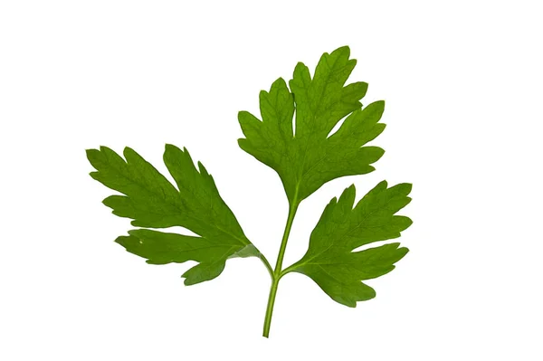Close Leaf Fresh Green Parsley Isolated White Background — 스톡 사진