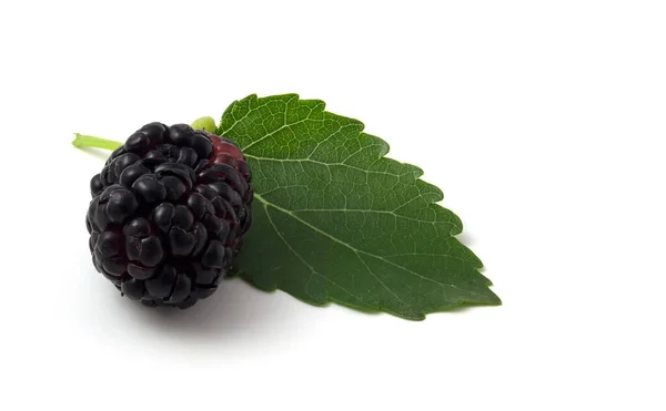Black Mulberry Berry Leaf Isolated White Background Close — Stock Photo, Image