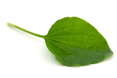 Bitki yaprağı, beyaz arka planda izole edilmiş tıbbi bitki.