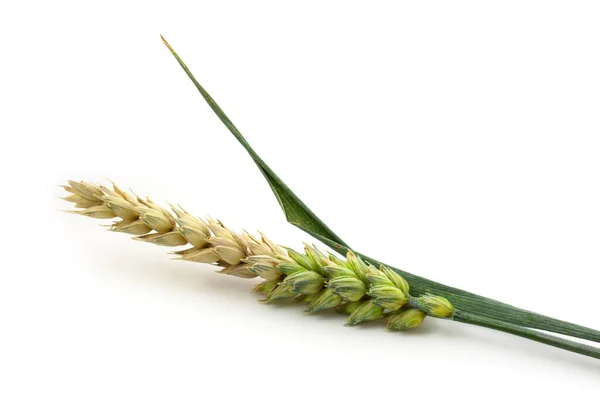 Kotouč Pšenice Izolované Bílém Pozadí Zblízka Poloviční Zralý Sluch Zrní — Stock fotografie