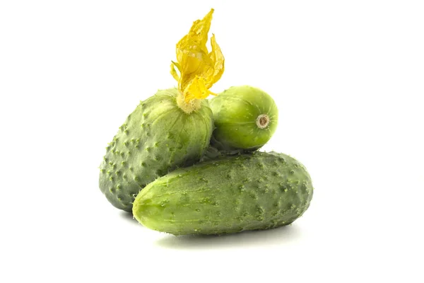 Three Fresh Cucumbers Young Gherkins Yellow Flowers Just Out Garden — 스톡 사진
