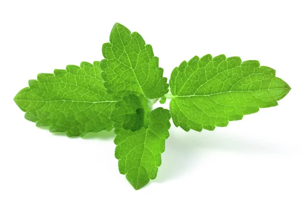 Rama Con Hojas Frescas Menta Aisladas Sobre Fondo Blanco — Foto de Stock