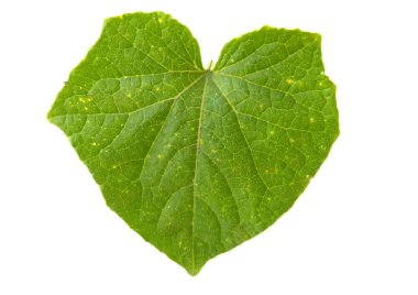 Beyaz arkaplanda yeşil salatalık yaprağı izole