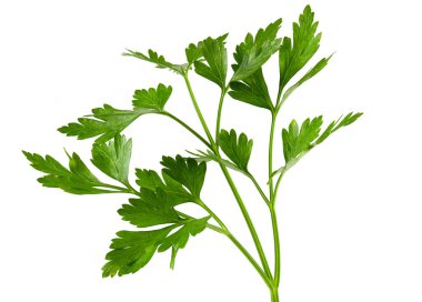 Maydanoz beyaz arkaplan kırpma yolunda izole edildi. Taze çiğ otlar, malzeme yiyecekler.